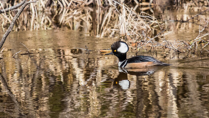 wild ducks on river in spring