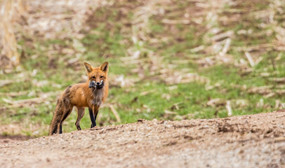Mother red tail fox with kit