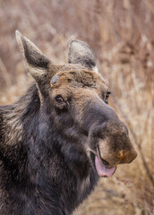 Moose eating in grass