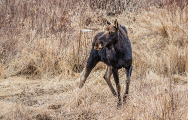 Moose eating in grass