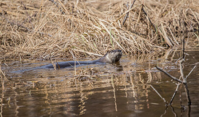 river otters in spring stream