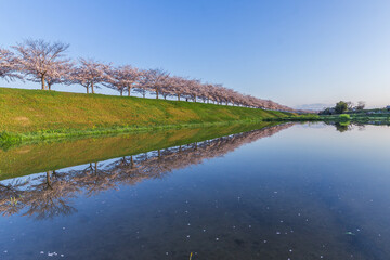 春、満開の桜の下で