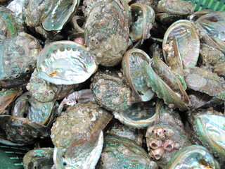 Abalone shell