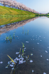 春、満開の桜の下で
