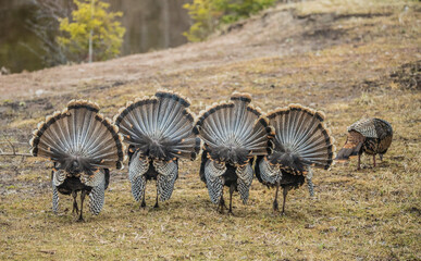 Wild Tom turkeys in field - obrazy, fototapety, plakaty
