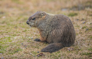 Naklejka na ściany i meble Marmot eating in grass