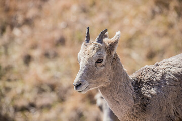 Desert bighorn sheep in badlands