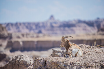 Desert bighorn sheep in badlands