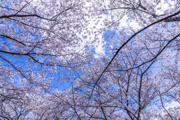 春、満開の桜の下で
