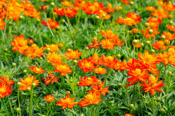 A Lush of Vibrant Yellow and Orange Flowers