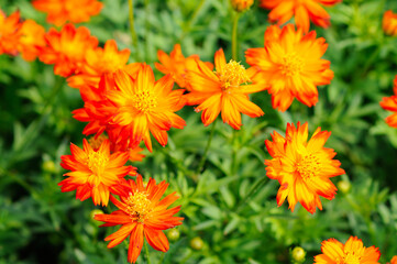 A Lush of Vibrant Yellow and Orange Flowers