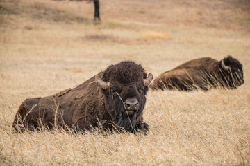 American bison in prairie  © Jen