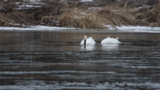 A pair of Trumpeter Swans (Cygnus buccinator) swimming in the Grand River, in Cambridge, Ontario, Canada.
