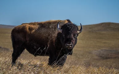 Rolgordijnen Amerikaanse bizons in de prairie © Jen