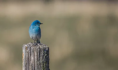 Tuinposter Western blue bird on post © Jen
