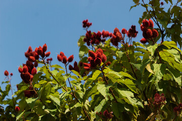 Urucum, urucu  (Bixa orellana)