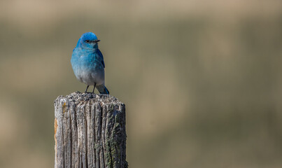Western blue bird on post