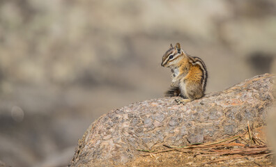 cute chipmunk grooming on rocks