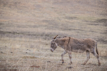 wild burro donkey in field 