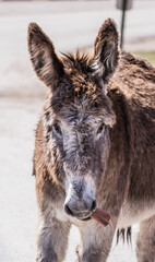 wild burro donkey in field 