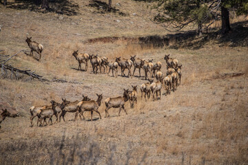 Fototapeta na wymiar herd of elk on hillside