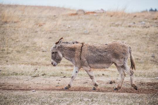 wild burro donkey in field 