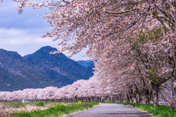 春、満開の桜の下で