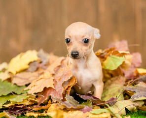 Toy terrier puppy  sits on autumn leaf
