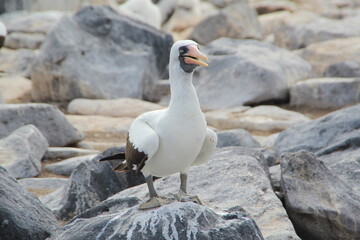 Blue Footed Booby - Galapagos Islands.
