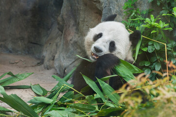 Giant panda bear eating bamboo leaf
