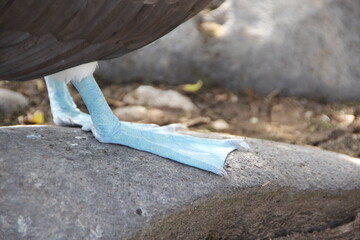 Fototapeta na wymiar Blue Footed Booby - Galapagos Islands.