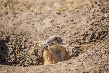 prairie dog in hole with grasses 