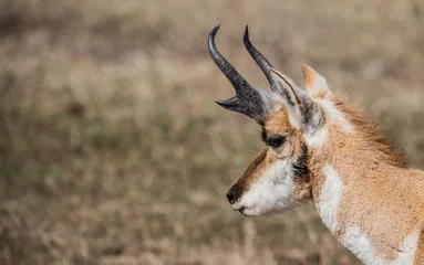 Fototapeten Antilope pronghorn antelope in prairie field   © Jen