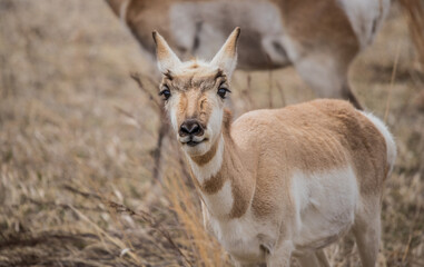 male pronghorn antelope in field 
