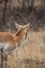 male pronghorn antelope in field 