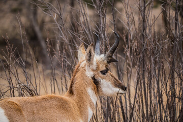 male pronghorn antelope in field 