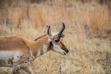 male pronghorn antelope in field 