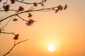 兵庫県神戸市の岡本梅林公園の梅の花。