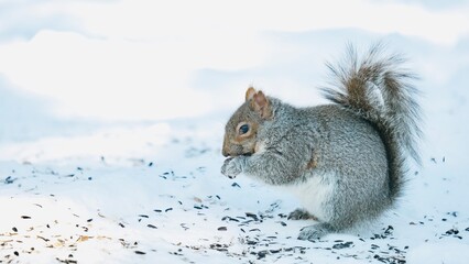 Cute brown squirrel food hunting in winter scene © Xinyun