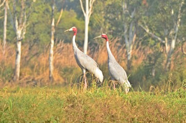 sarus crane