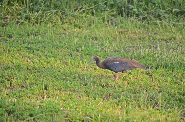 Glossy ibis