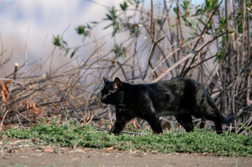 A large pure black feral cat in the woods walking at San Jacinto wildlife area in Riverside, California