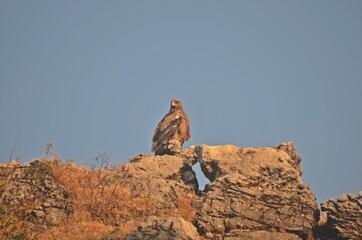 eagle