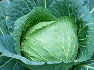 Obraz premium head of cabbage on the field