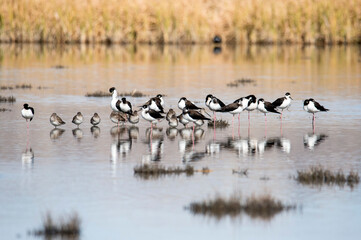 flock of shorebirds including stilts at San Jacinto wildlife area in Riverside, California