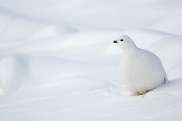 Lagopède des saules dans la neige