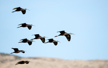 flock of white faced Ibis in flight against a clear blue sky in San Jacinto wildlife area in Riverside, California