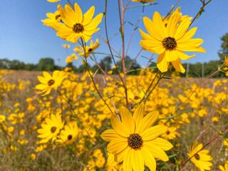 Obraz premium field of wildflowers