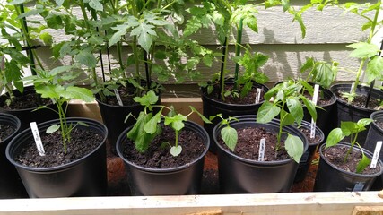 Elevated garden with bed green peppers, and tomatoes, with okra.