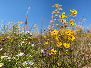 wildflowers